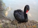 Black Swan (threatening) * 600 x 450 * (84KB)
